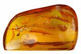 Detailed Fossil Flies, Beetle and Wasp in Baltic Amber #166225-3